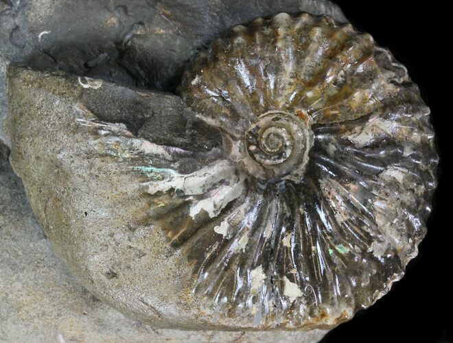 Hoploscaphites (Jeletzkytes) Ammonite - South Dakota #34164